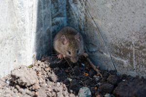 La Vista Nebraska Rat Control